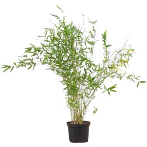 Heckenbambus "Jumbo" Set à 20 Stück Höhe ca. 150 - 175 cm Fargesia murielae