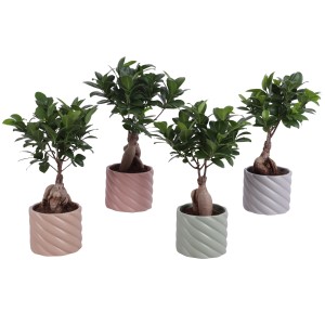 Bonsai Ficus Ginseng im Keramik-Gefäß Auswahl Topf-Ø ca. 11 cm
