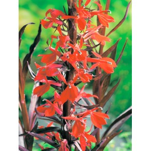 Kardinalslobelie Rot (Lobelia cardinalis) im Topf, eine spektakuläre Teichpflanze für die Sumpfzone.