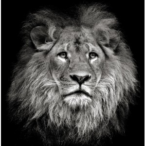 Schwarz-weißes Leinwandbild: Löwenkopf, 40x40 cm. Dekoratives Wandbild.