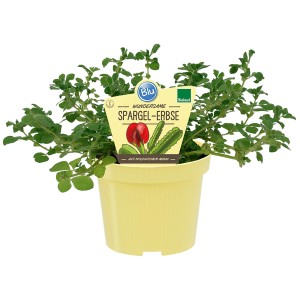 Blu Bio Spargelerbse im Topf (ca. 12 cm Ø). Die Blühpflanze mit Spargelgeschmack ist pflegeleicht.