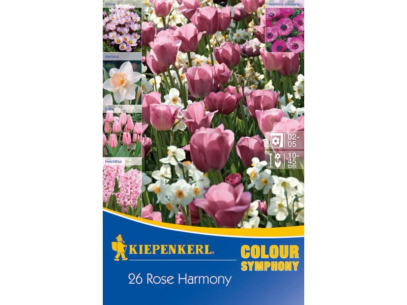 Kiepenkerl Blumenzwiebeln Colour Symphony "Rose Harmony Mix" 26 Stück