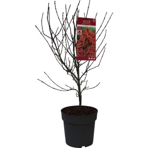 GROW by OBI Fächerahorn Shaina im Topf, laubloser Zustand. Rote Herbstfärbung auf dem Etikett erkennbar.