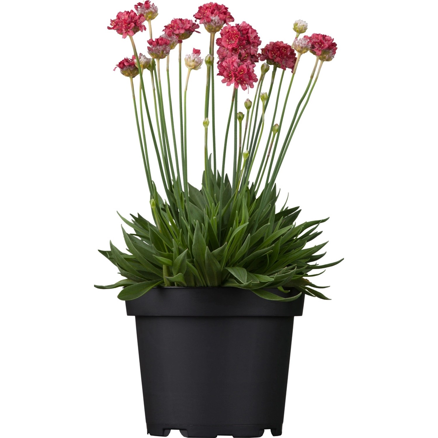 Grasnelke 'Dreameria' im Topf, rosa Blüten, grüne Blätter. Kompakte Stehpflanze für Beet und Kübel.