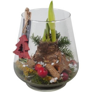 Amaryllis-Arrangement in Glasvase Topf-Ø ca. 18 cm Hippeastrum