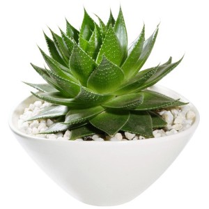 Sukkulenten-Mix im weißen Keramiktopf (Ø 13cm) mit Ziersteinen. Pflegeleichte Zimmerpflanze.