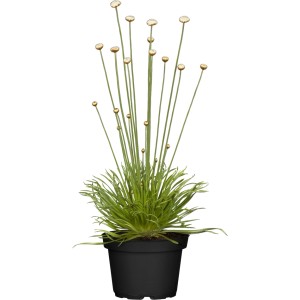 Mikadopflanze (Syngonanthus chrysanthus) im Topf, ca. 9 cm Ø, mit gelben Blüten.