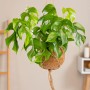 Hängender Philodendron 'minima' (Baumfreund) mit geschlitzten Blättern in Kokosfaser-Ampel.