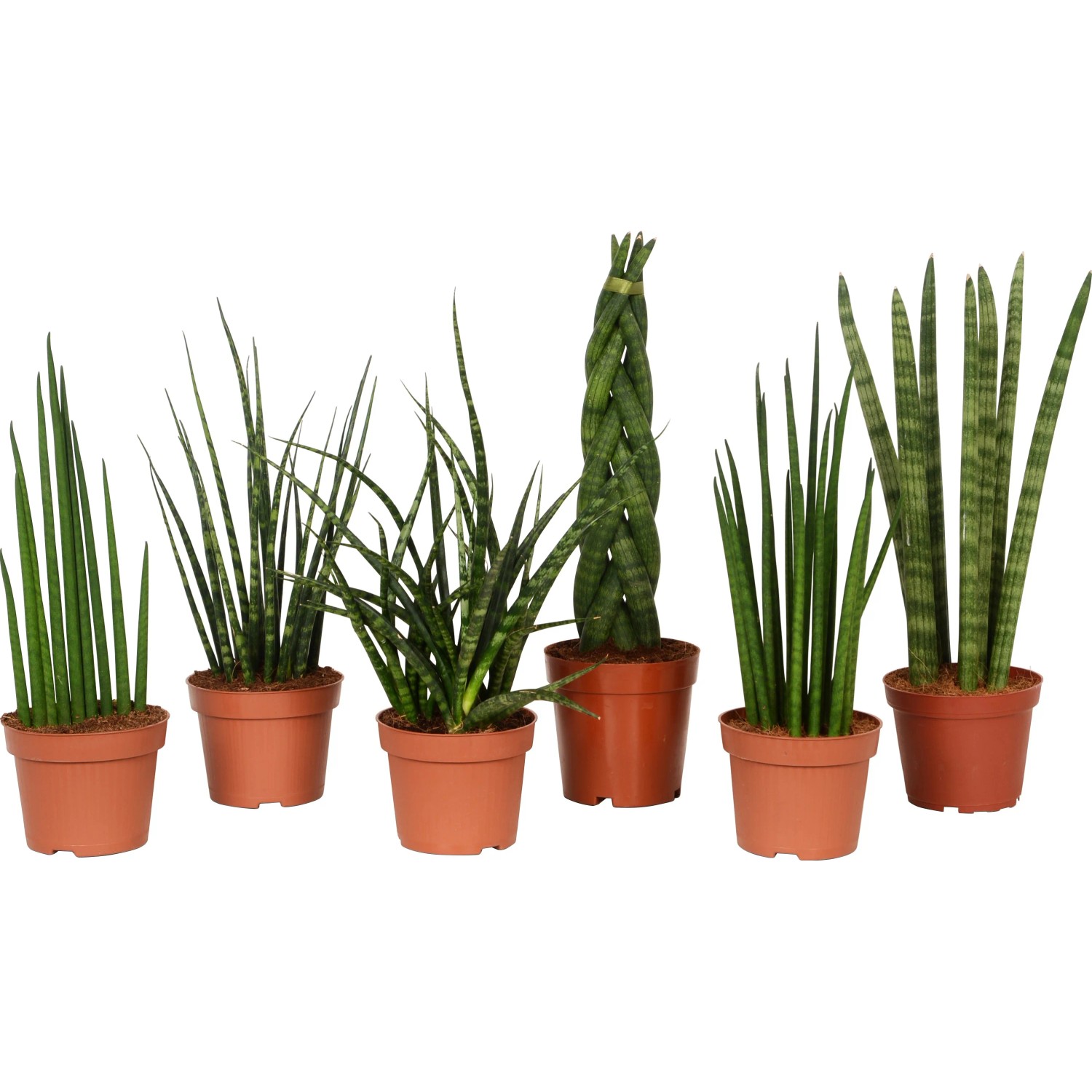 GROW by OBI Bogenhanf verschiedene Sorten Topf  ca. 12 cm Sanseveria  Cylindrica kaufen bei OBI