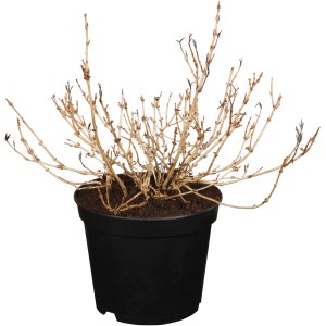 Weigelie Monet im Topf, ca. 30-40 cm hoch. Ziergehölz mit braunen Ästen im schwarzen Topf.