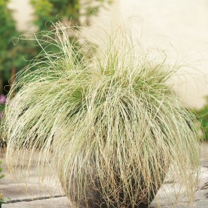 Neuseeland-Segge 'Frosted Curls' im Topf, ca. 17 cm Ø. Dekorative Garten- und Terrassenpflanze.