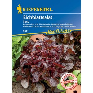Kiepenkerl Eichblattsalat Rot, 6er Schale. Roter Pflücksalat mit knackigen Blättern für Salate.