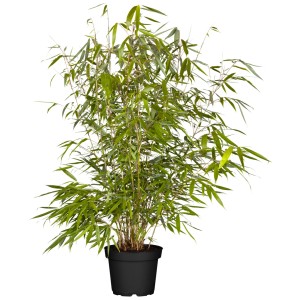 Hoher Heckenbambus Fargesia im Topf, ideal für blickdichte Hecken. 60er Set, ca. 80-100 cm hoch.