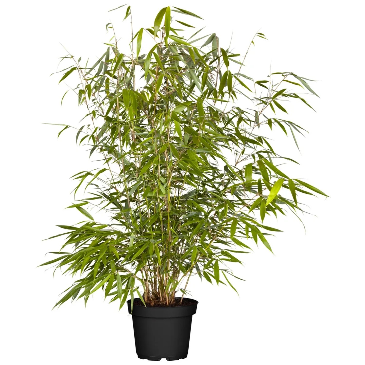 Hoher Heckenbambus Set  60 Stck Hhe ca. 80 - 100 cm Topf- ca. 5 l  Fargesia kaufen bei OBI