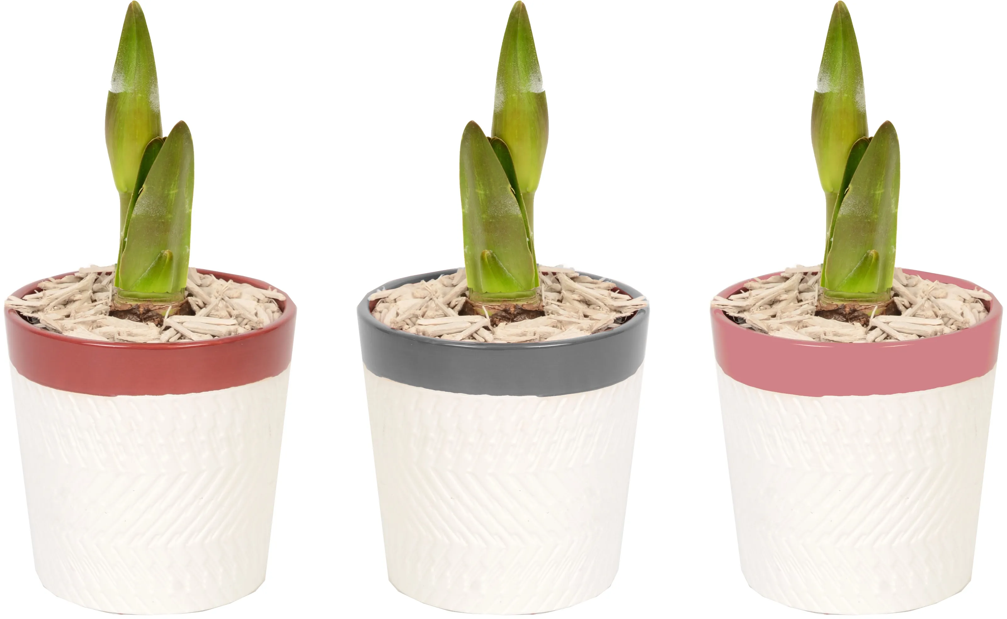 Amaryllis im KeramikGefäß TopfØ ca. 12 cm kaufen bei OBI