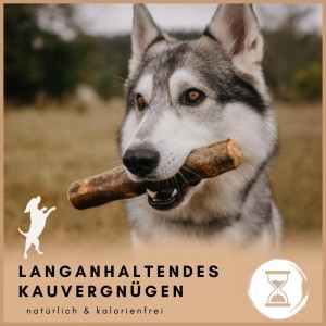 Grauer Hund hält Supravit Olivenholz Kauspielzeug Größe M im Maul. Robuster Hundeknochen aus Olivenholz für Kauspaß.