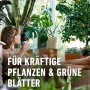 Frau entspannt mit Grünpflanzen und Compo Grünpflanzen-Dünger für kräftige Pflanzen.