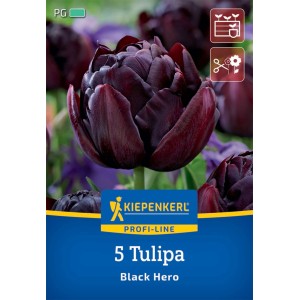 Kiepenkerl Tulpe Black Hero, gefüllte, purpurschwarze Blüte, 5 Stück.