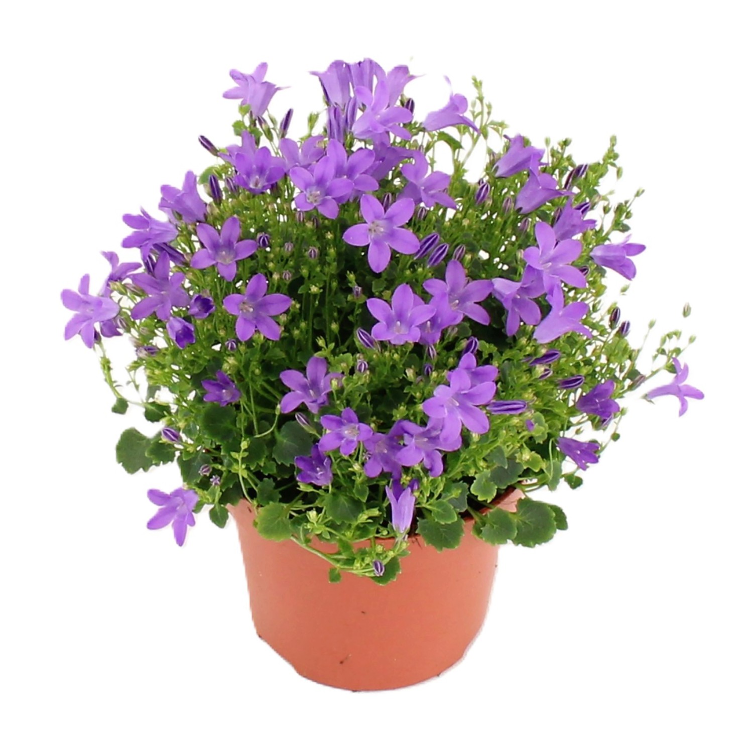 Glockenblume "Dark Take" Höhe 2025 cm TopfØ 12 cm Campanula