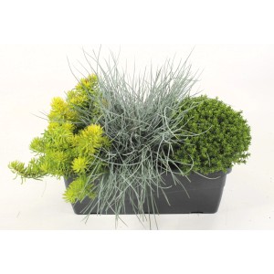 Herbstlich bepflanzter Grow by OBI Balkonkasten mit gelben, grünen und silbernen Pflanzen im Topf.