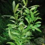 Dennerle Plants Aquariumpflanze Hygrophila Polysperma im Aquarium mit grünen und rötlichen Blättern.