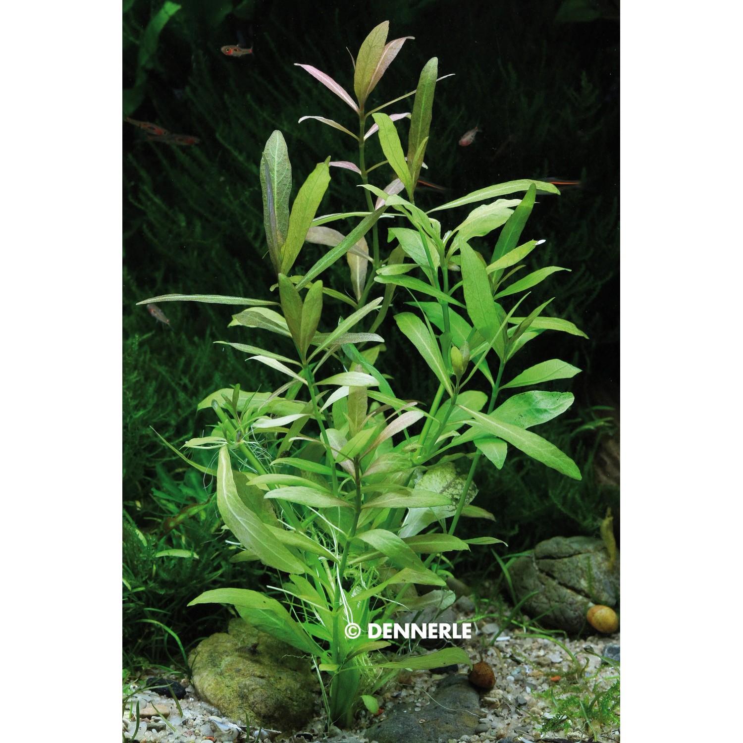 Dennerle Plants Aquariumpflanze Hygrophila Polysperma im Aquarium mit grünen und rötlichen Blättern.