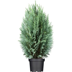 Scheinzypresse Columnaris im Topf, ca. 30-40 cm hoch, blaugrüne Nadeln, säulenförmiger Wuchs.