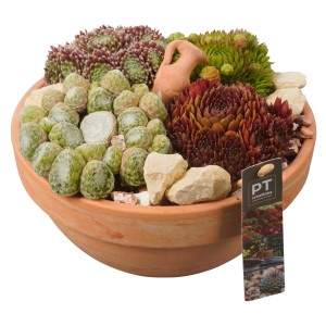 Hauswurz-Arrangement im Terrakotta-Topf (Ø 24cm) mit verschiedenen Sempervivum-Arten und Steinen.