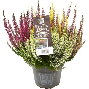 Pottburri Besenheide 'Beauty Ladies High Five' im Topf mit fünf verschiedenen Blütenfarben.