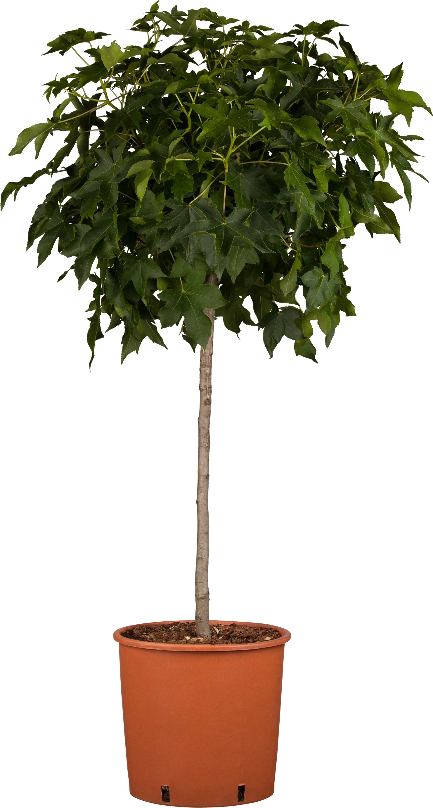 Amberbaum "Gumball" Höhe ca. 100 120 cm Topf ca. 10 l Liquidambar