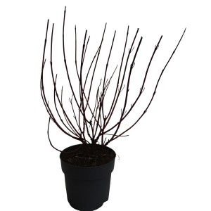 Hartriegel Sibirica Variegata im Topf, ca. 40 cm hoch, ohne Blätter.