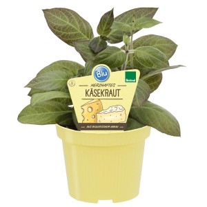 Blu Käsekraut im Topf (Ø 12cm). Käse-Aroma, leicht scharf. Ideal für Salat & Pizza.