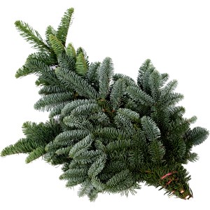 Tannenzweige Edeltanne 500 - 600 g Bund Nobilis