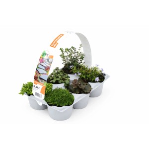 GROW BY OBI Schottergarten 6-Pack