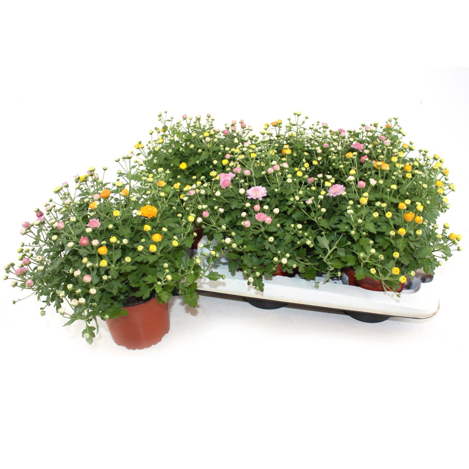 Korbblütler Trio TopfØ ca. 13 cm Chrysanthe mum ind. kaufen bei OBI