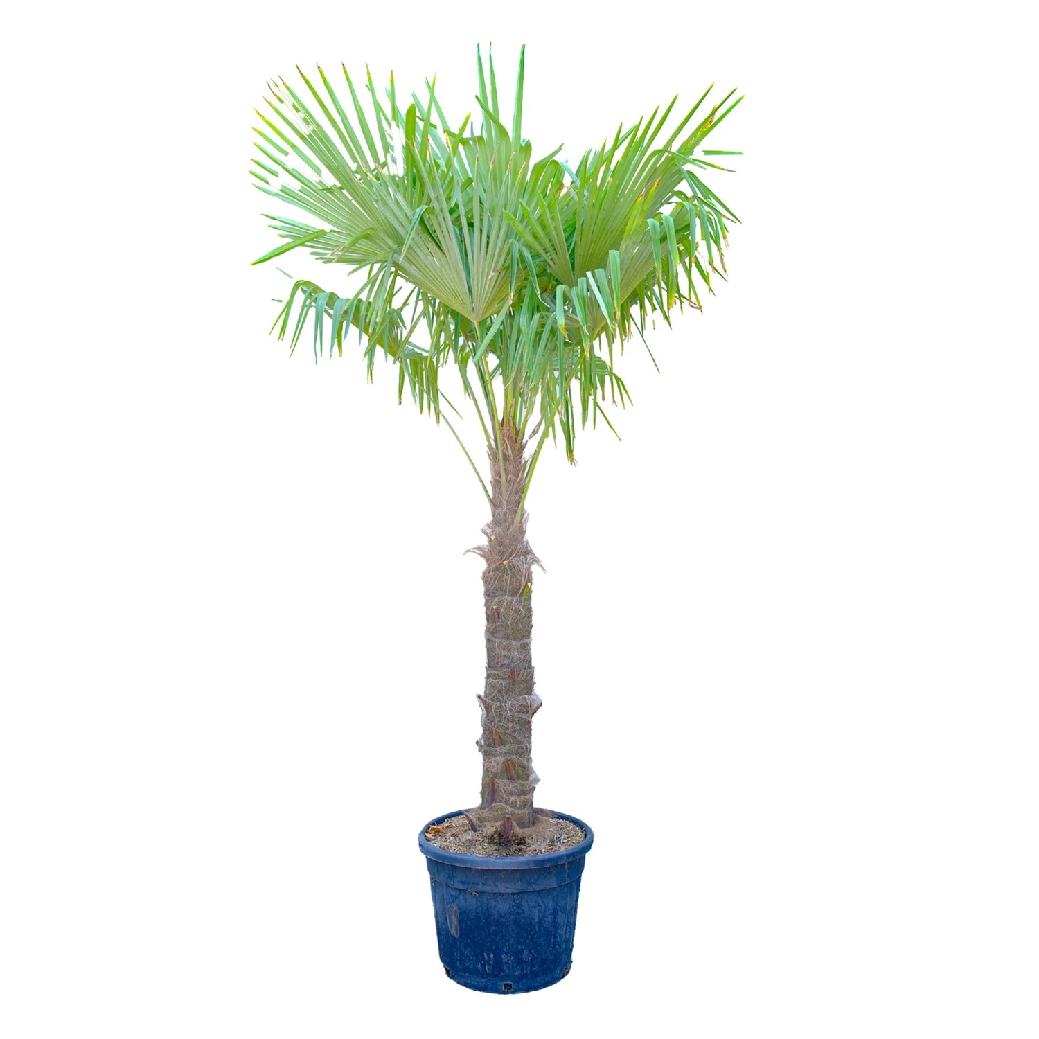 GROW by OBI Hanfpalme Höhe ca. 250 cm Topf ca. 90 l Trachycarpus fortune kaufen bei OBI