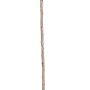 GROW by OBI Bio Stachelbeere Fußstamm Rot im Topf, junge Triebe.