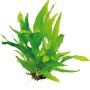 Dennerle Aquariumpflanze Microsorum Pteropus, Javafarn mit grünen Blättern.