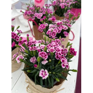 Stauden-Nelke Pink Kisses® im Topf, rosa-violette Blüten für Balkon & Garten.