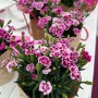 Stauden-Nelke Pink Kisses® im Topf, rosa-violette Blüten für Balkon & Garten.