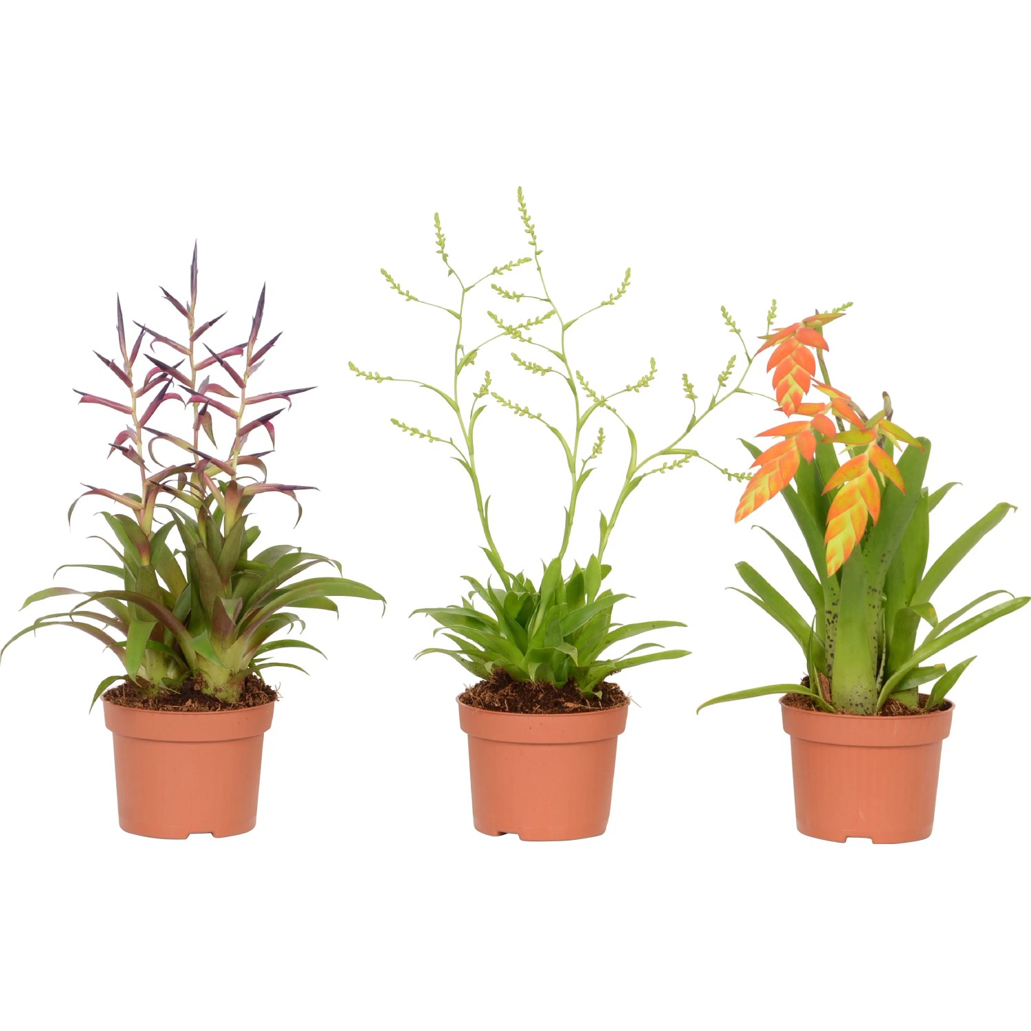 Bromelien Botanic Mix Topf- ca. 10,5 cm kaufen bei OBI