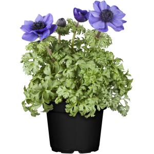 Blaue Kronen-Anemone (Anemone coronaria) im Topf, ideal für die Frühjahrsbepflanzung.