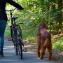 Fahrradtour mit Hund: Fahrrad-Hundeleine Walky Dog Plus im Einsatz.