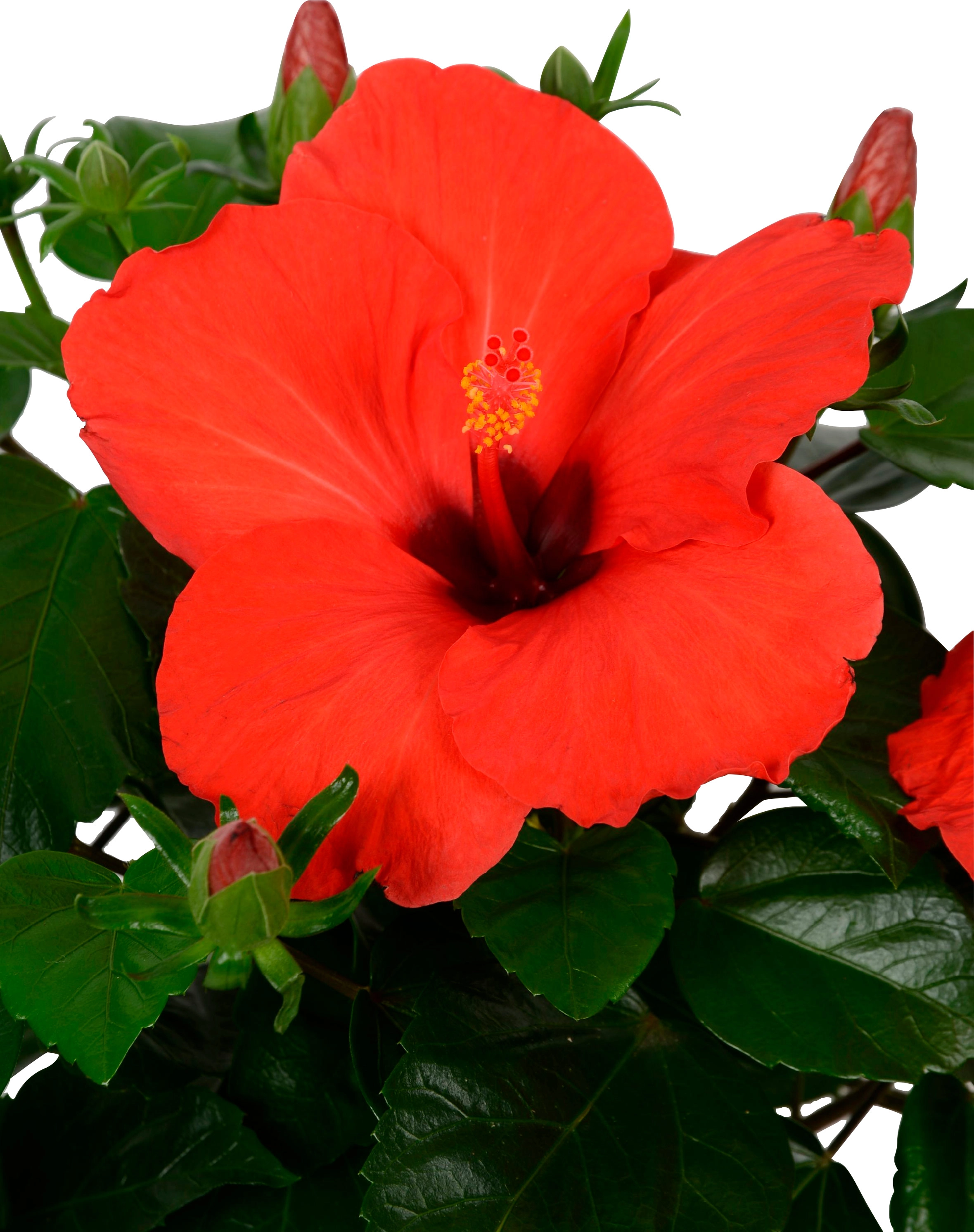 Zimmerhibiskus "HibisQs" Rot Höhe ca. 45 50 cm TopfØ ca. 17 cm