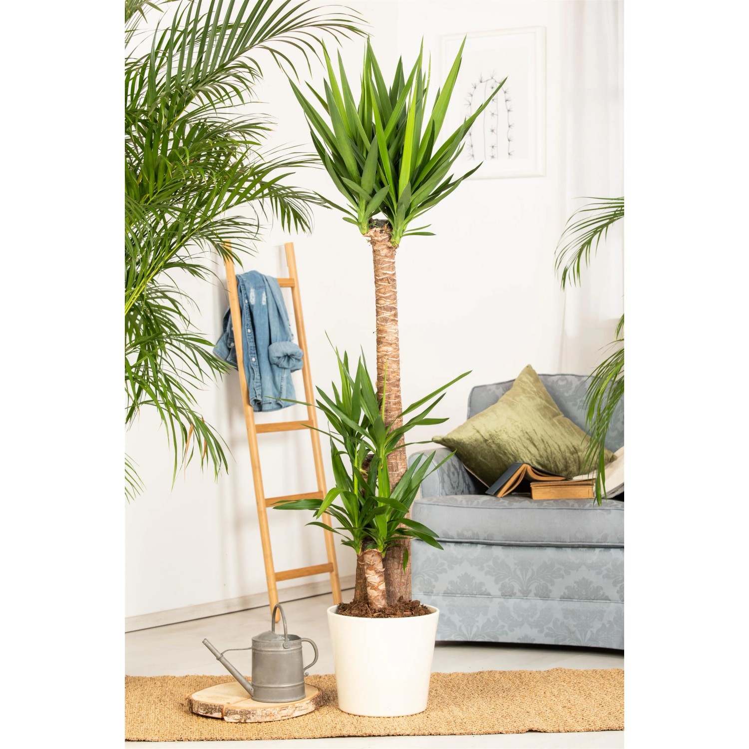 snake plant pot size Huge Snake Plant main image 0
