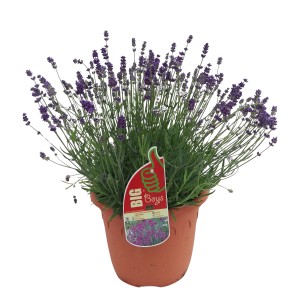 Echter Lavendel Violett im Topf (ca. 26cm). Aromatische Lavandula angustifolia mit violetten Blüten.