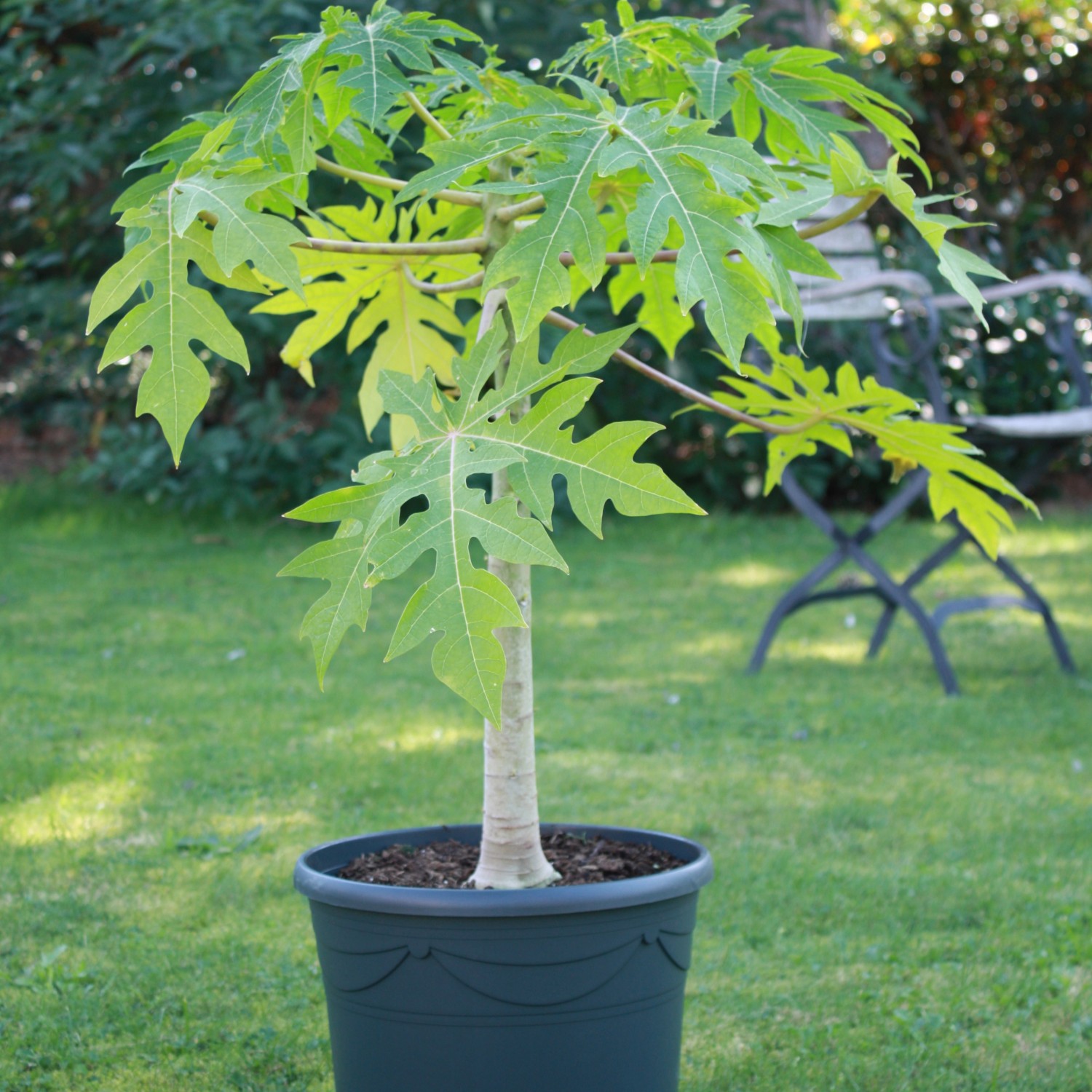 Blu BioPapaya Höhe ca. 10 20 cm Topf ca. 0,7 l Carica papaya kaufen