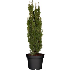 Säuleneibe "Fastigiata Robusta" Höhe ca. 20 - 30 cm Topf ca. 2 l Taxus