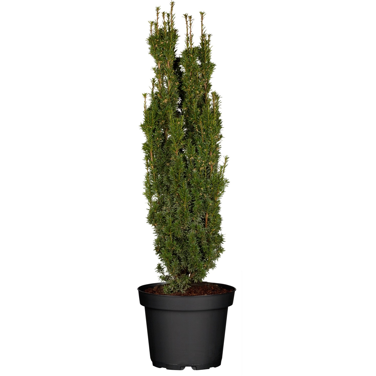 Eibe (Taxus) kaufen bei OBI