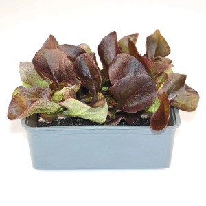 GROW by OBI Kopfsalat, 6er Schale, rote Blätter. Frischer Salat für Beet oder Balkon.